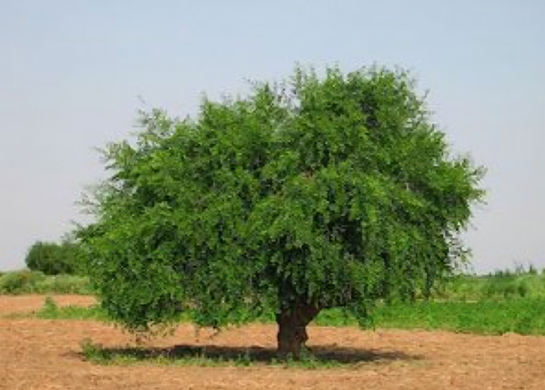 Mustard Tree